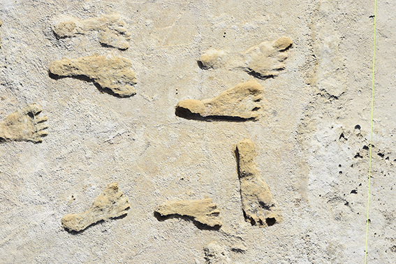 23,000 বছর বয়সী পায়ের ছাপগুলি দেখায় যে লোকেরা আমেরিকায় তাড়াতাড়ি পৌঁছেছে