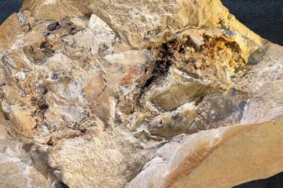 বিশ্বের প্রাচীনতম হৃদয় 380 মিলিয়ন বছর বয়সী সাঁজোয়া মাছে সংরক্ষিত