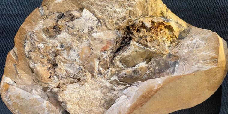 বিশ্বের প্রাচীনতম হৃদয় 380 মিলিয়ন বছর বয়সী সাঁজোয়া মাছে সংরক্ষিত